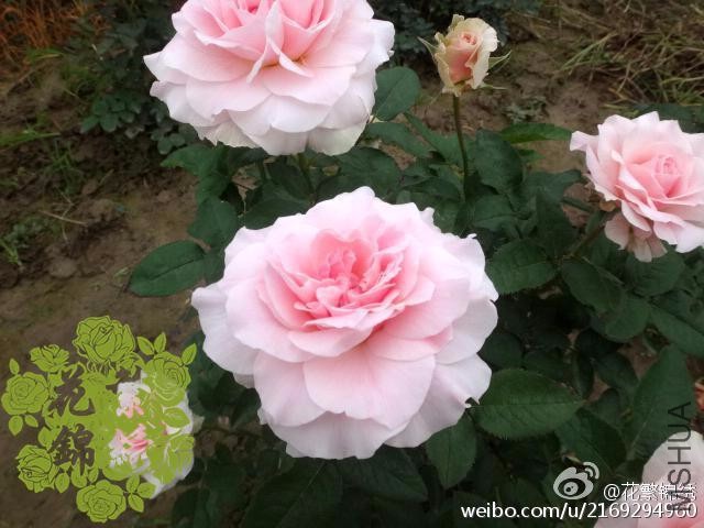 814cd070gw1etwqrep1ccj20hs0dcmy8.jpg