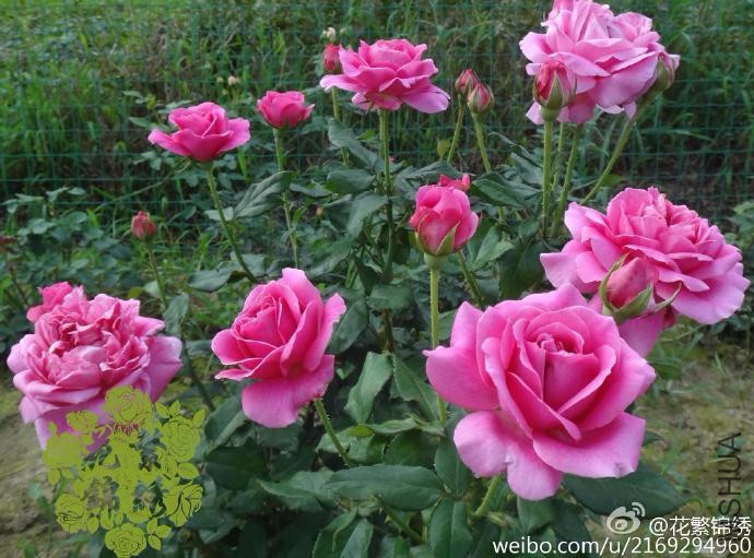 814cd070gw1etvkfurmb9j21kw164drg.jpg
