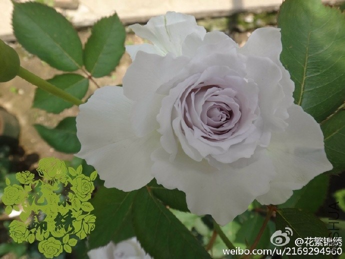 814cd070gw1ervk3vph6mj20m80go0w6.jpg