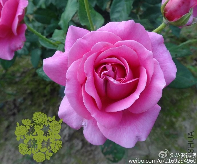 814cd070gw1etvkfwzp9yj21kw1bigyc.jpg