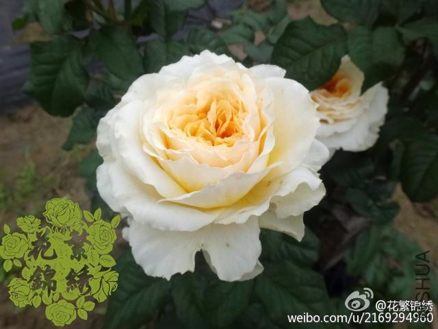 814cd070gw1etwqtijg1pj20hs0dc0th.jpg