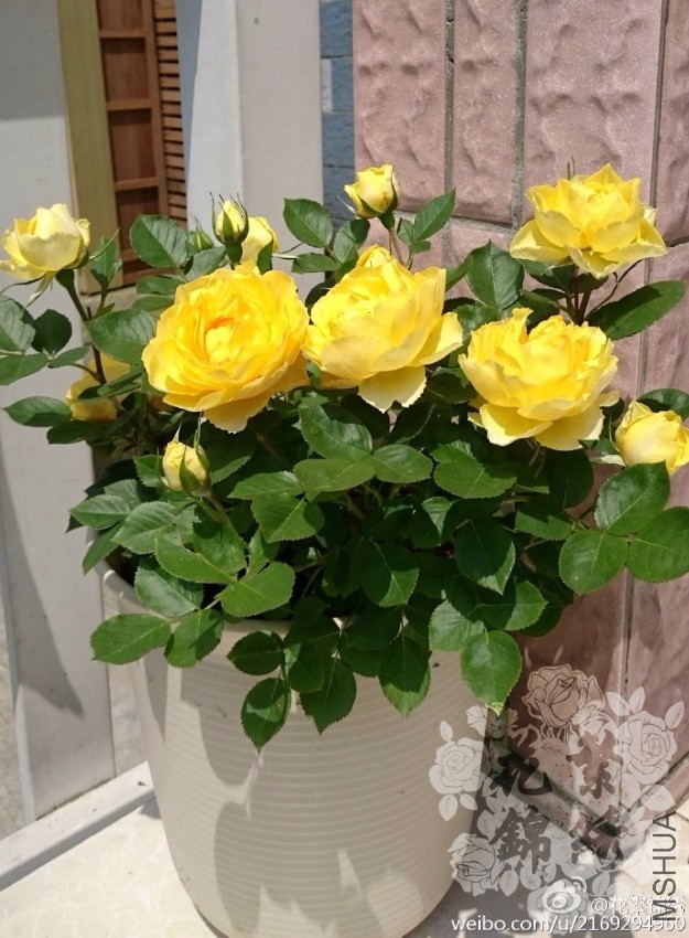 814cd070gw1f3de6bre8sj20sg12n165.jpg