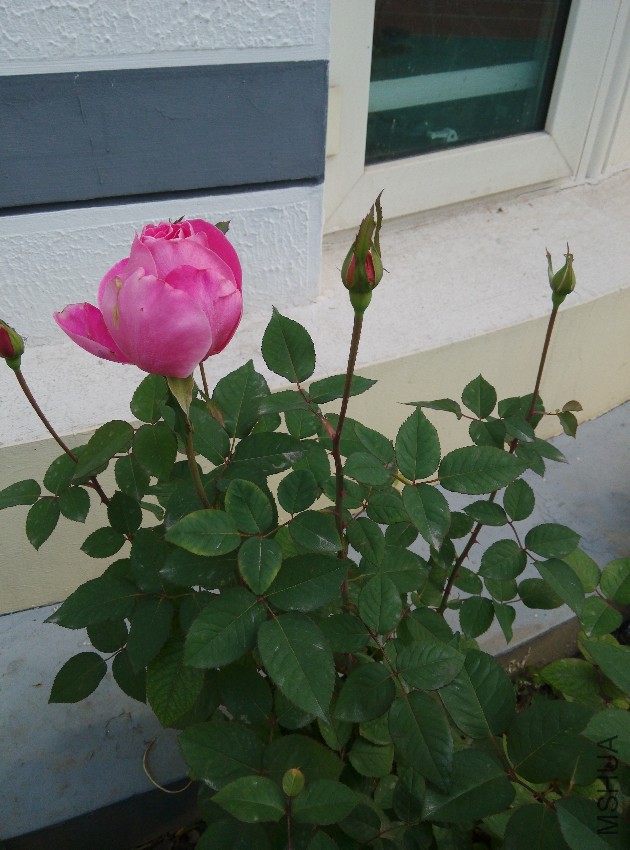IMG_20161030_094447.jpg