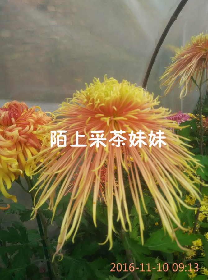 ǧ������ (1)_meitu_2.jpg