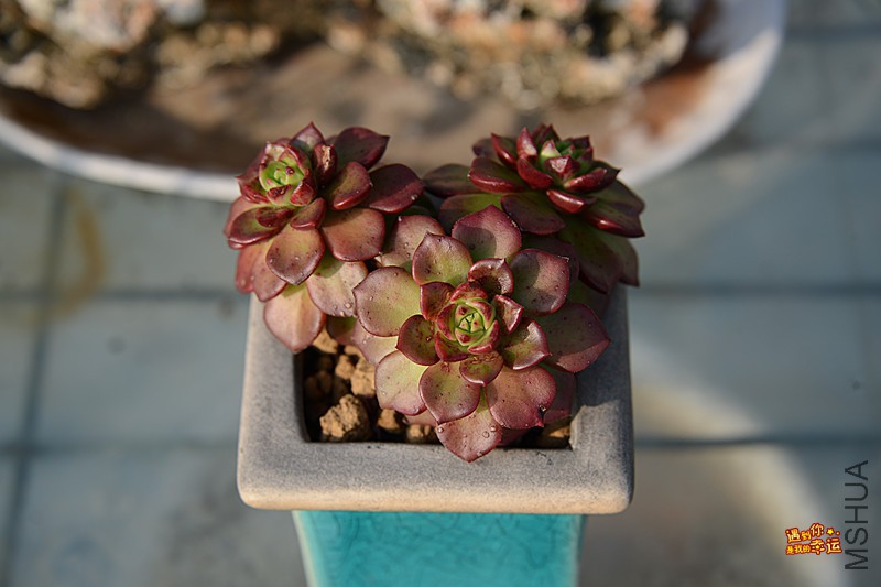 ��Ƭ 185_����.jpg