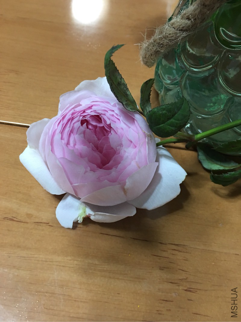 203455bs8885mfgrummyi8.jpg