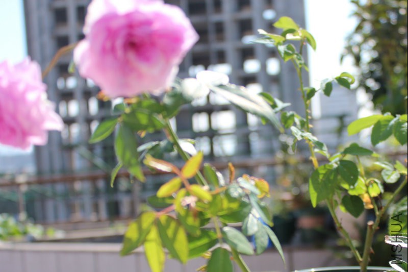 �鼪������ȷʵС