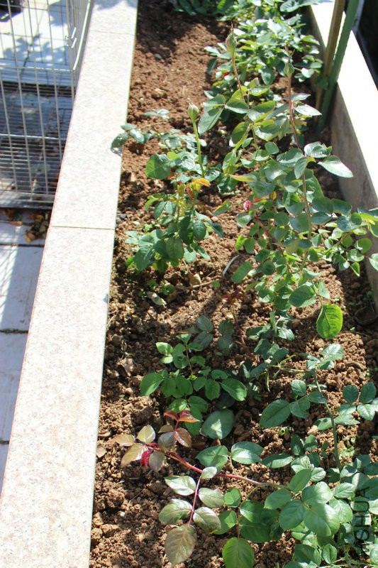 ��Ǥ��һ����