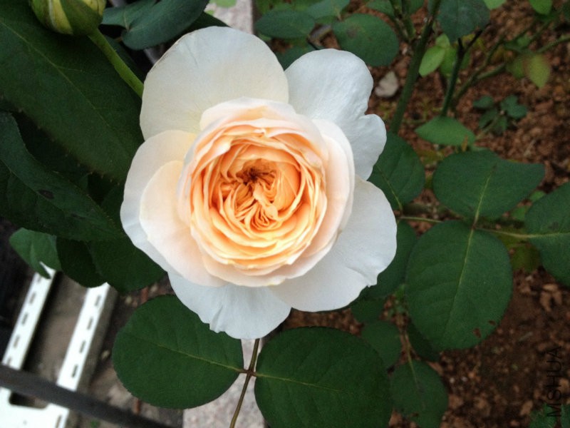 ����Ҷ����