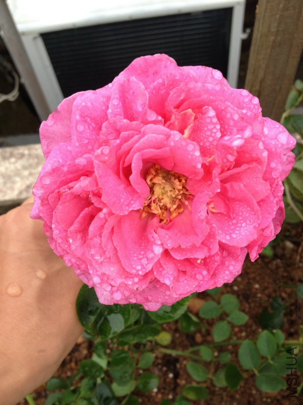 �������13����