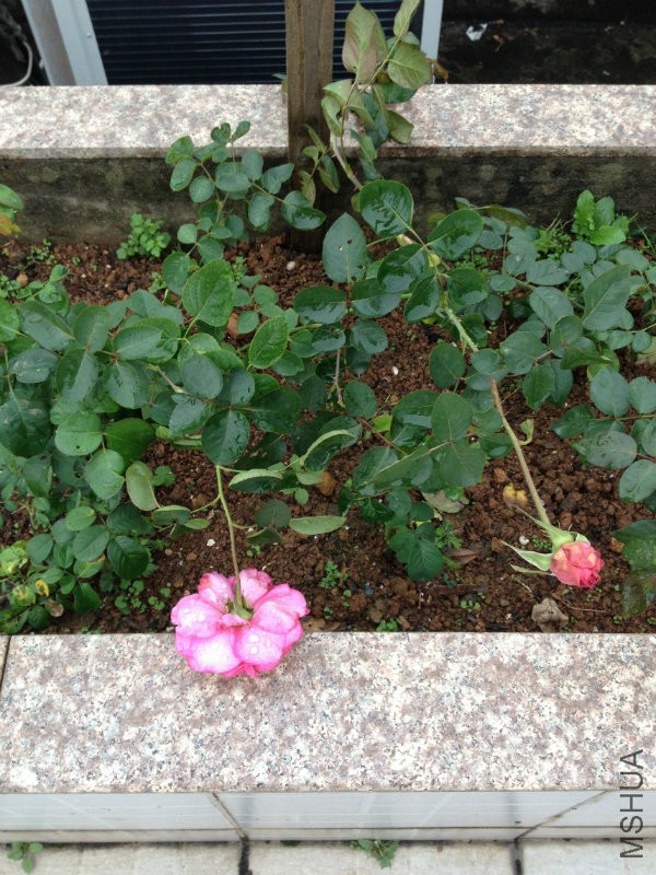 ������̫�󣬱����ܴ�ͷ