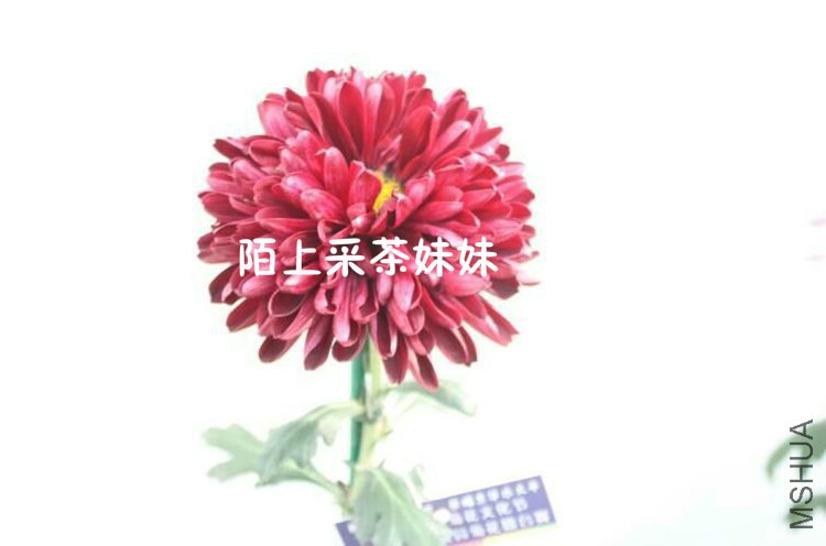 ī�� (1)_meitu_6.jpg