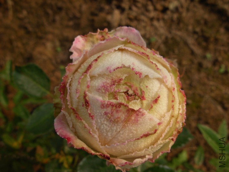 DSCN0074.JPG