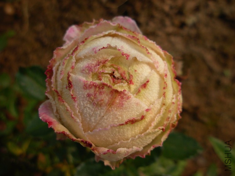 DSCN0077.JPG