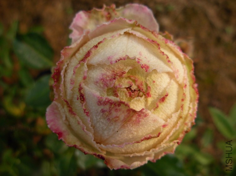 DSCN0078.JPG