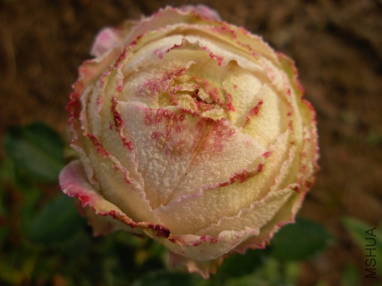 DSCN0085.JPG