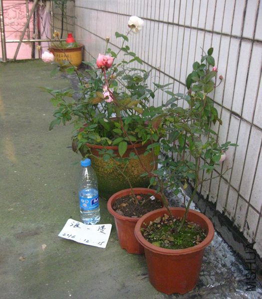 A�飺����ɺ���ġ�Ī�͡���ױ¥.jpg