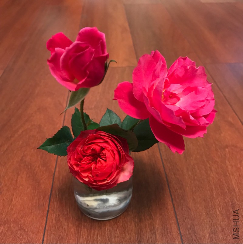 171029c5mmf1w5oq16wz1y.jpg