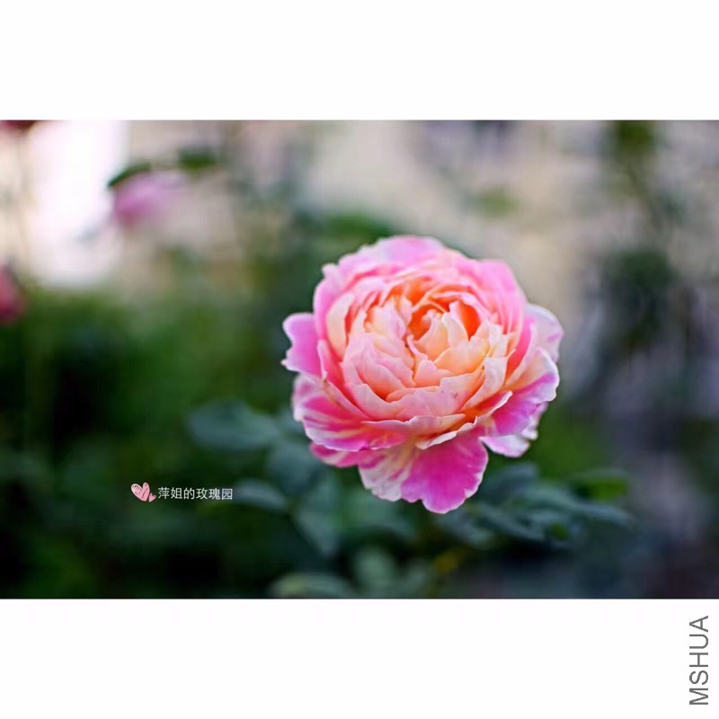 224345w3tezefv4cj339cm.jpg