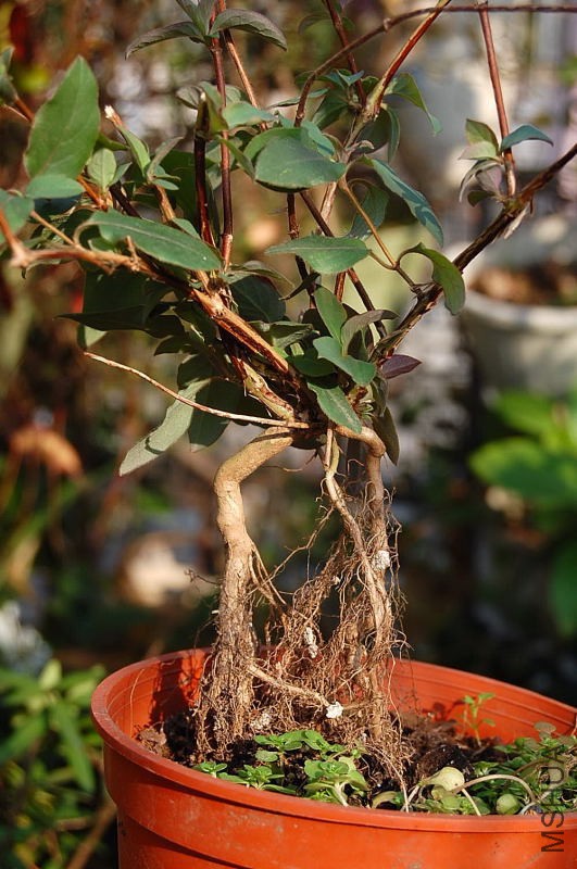 DSC_79990157.JPG