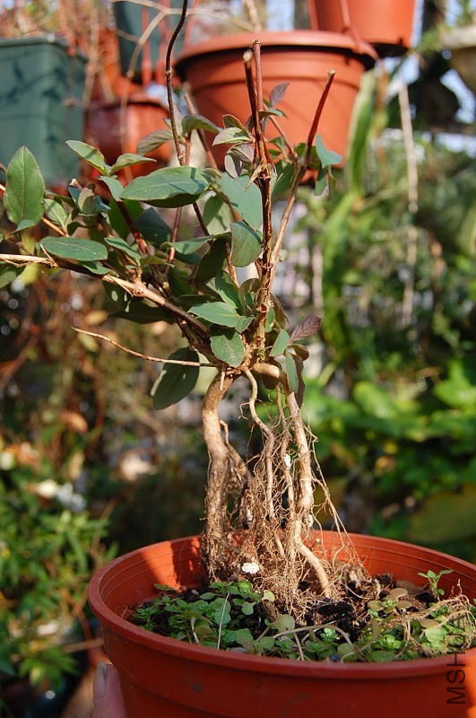 DSC_80040162.JPG