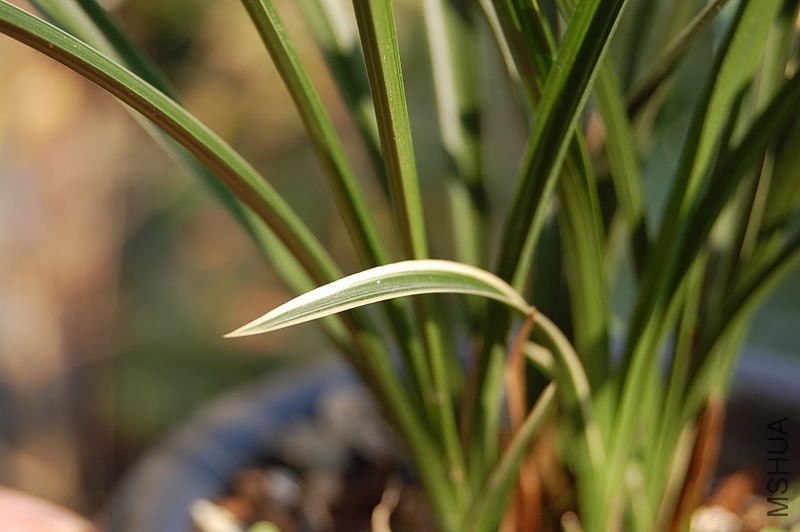 DSC_80150173.JPG