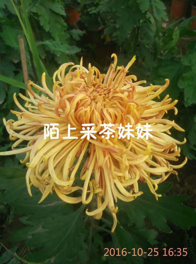 ӭ�絧�� (1)_meitu_2.jpg