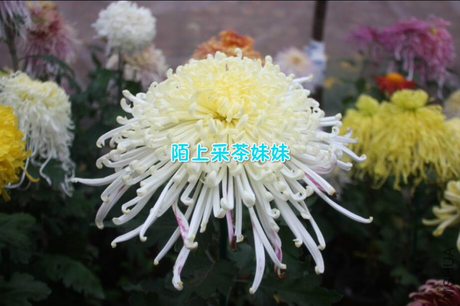 Ȫ�纮�� (2)_meitu_2.jpg