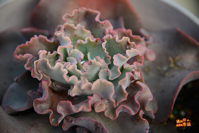 ��Ƭ 126_����.jpg