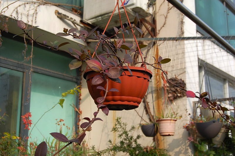 DSC_81540056.JPG
