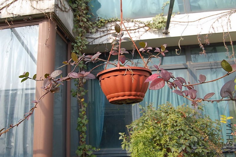 DSC_81480050.JPG