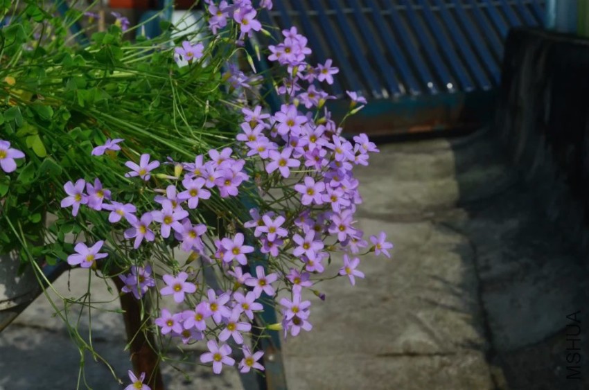 oxalis caprina2.jpg