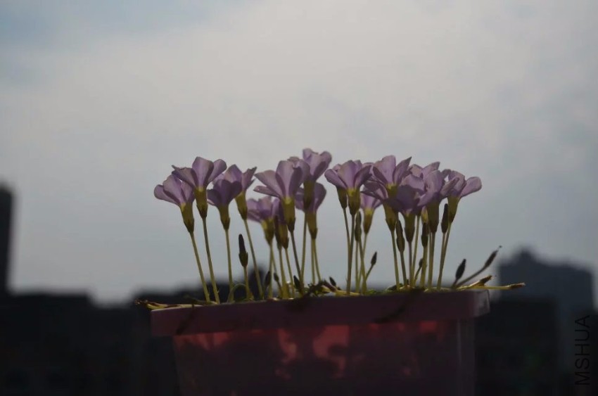 oxalis minuta01.jpg