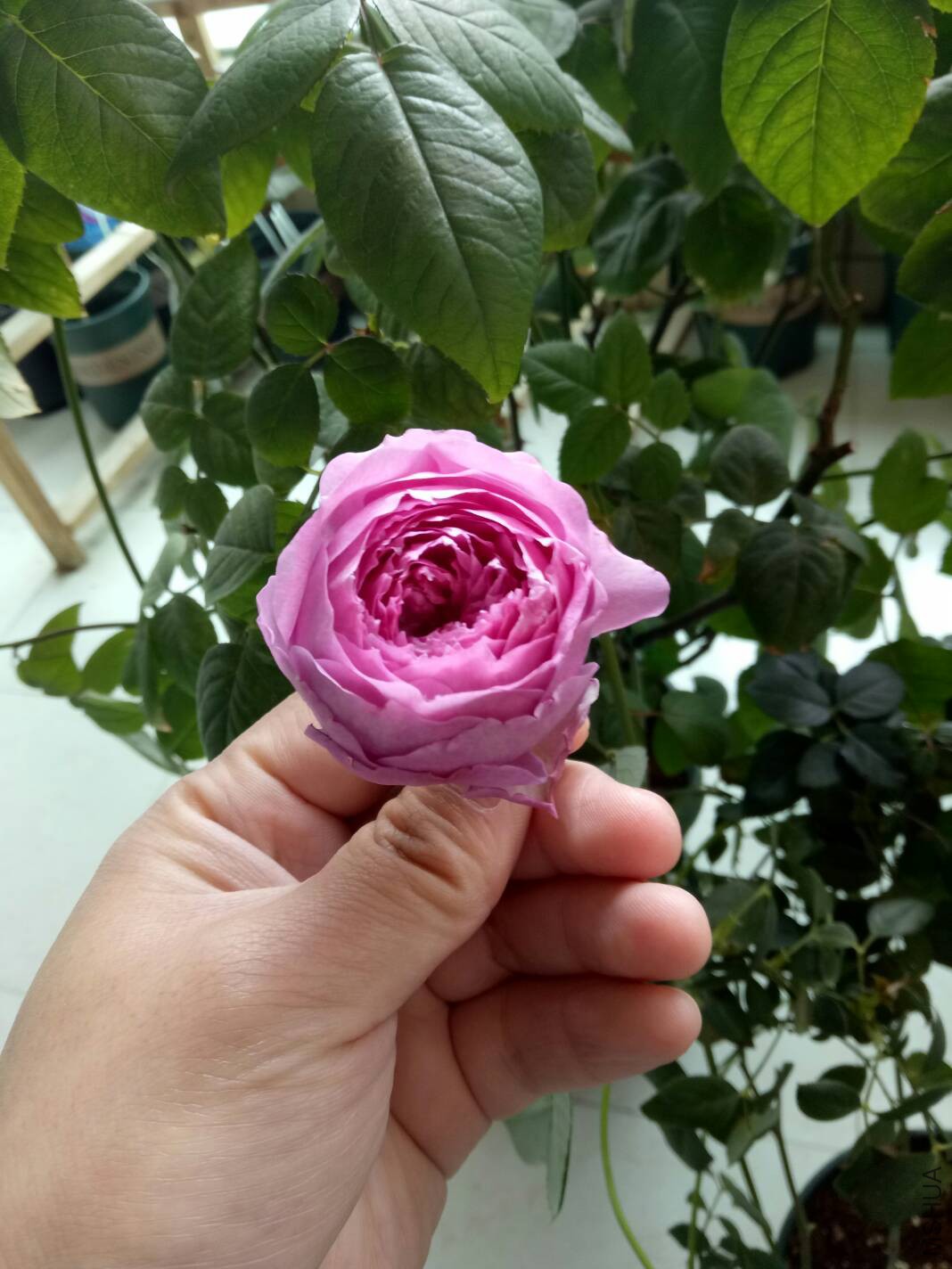 101804il5kkpkmbk417qm7.jpg
