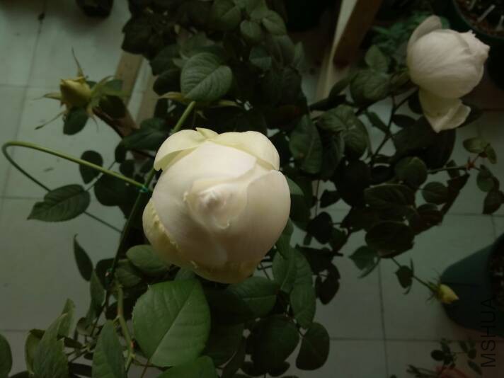 101806giac8d1j85kicrah.jpg