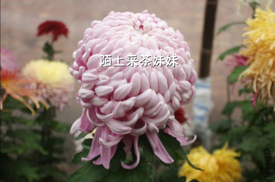 ̫ƽ������ (1)_meitu_24.jpg