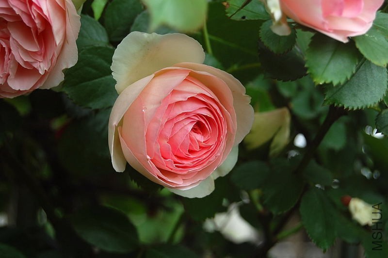 DSC_01080108.JPG