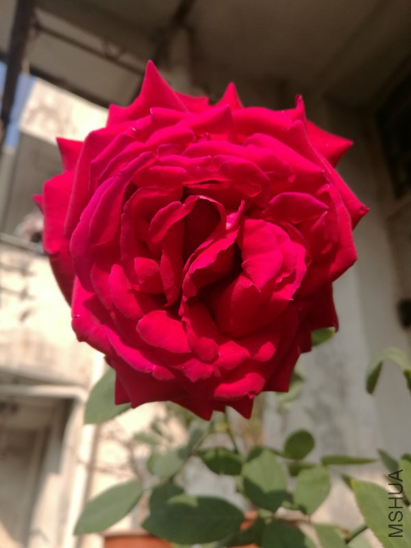 IMG_20161217_093324.jpg