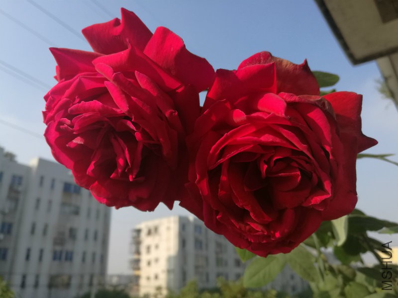 IMG_20161217_093455.jpg