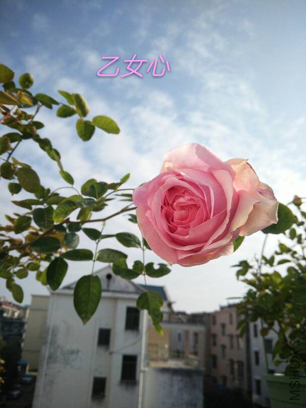 093410cl5umwcucum2992l.jpg