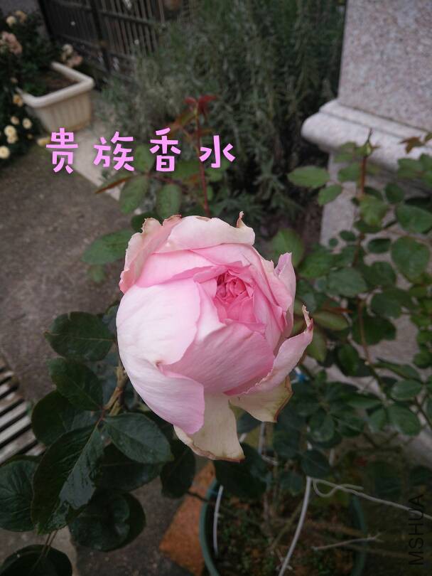 093810efomjz6f2jt1wjn2.jpg