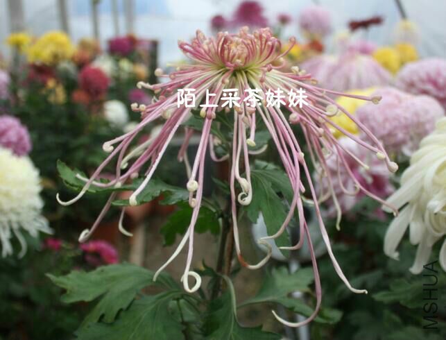 ¶Ⱦ���� (1)_meitu_13.jpg