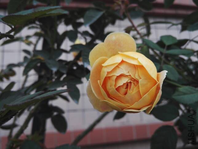 074901wndnzdfhyycspzhg.jpg