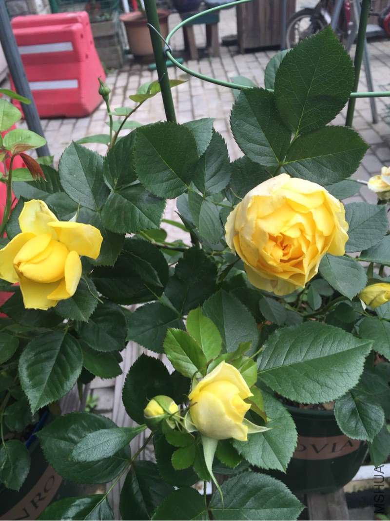 131319o0333jtm3p3ictjp.jpg