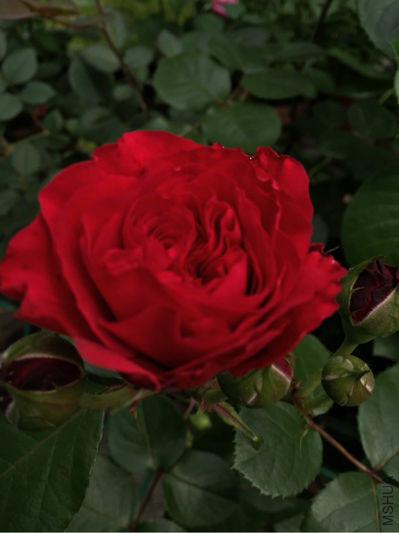 131321f1blwaw2jdjozatw.jpg
