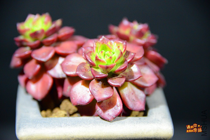 ��Ƭ 009_����.jpg