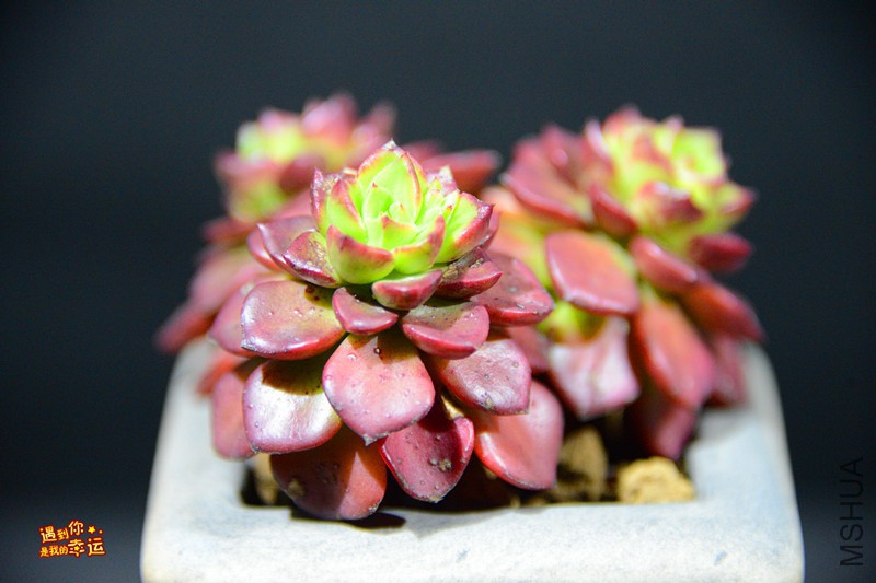 ��Ƭ 010_����.jpg