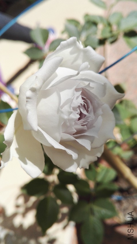 �����ҵ���ʹ����