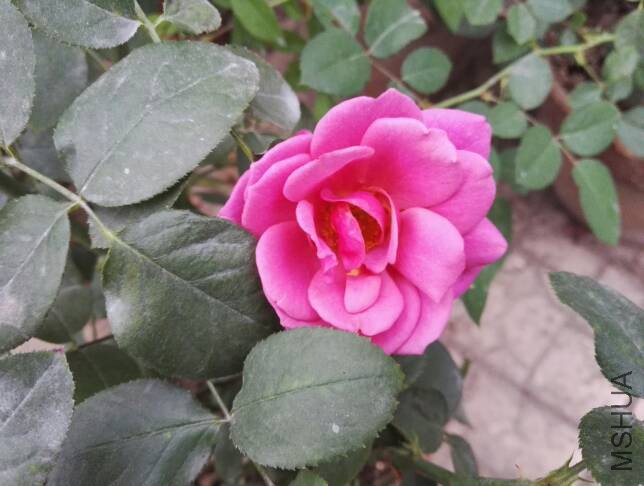 073215yqlh0ddlulxhgsx3.jpg