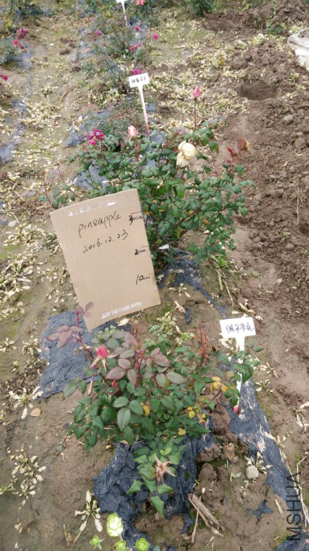 佩尔朱克.jpg